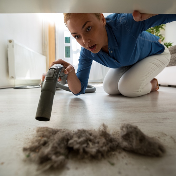 קרדית אבק הבית