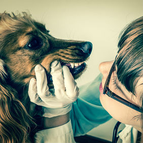 כלב - החבר הכי טוב