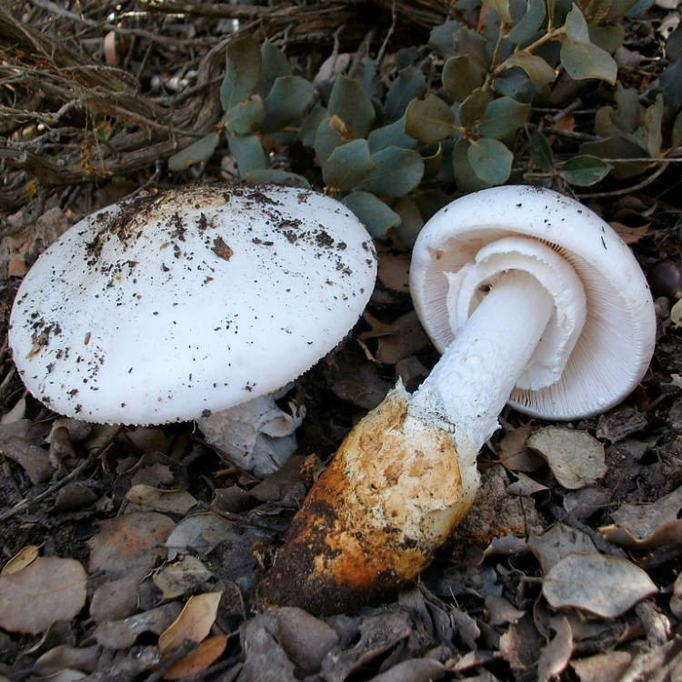 אמנית משוערת