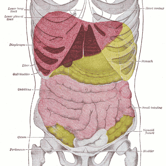 אנטומיה של חלל הבטן
